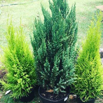 Comprar o produto de Pinheiro natural para árvore de natal em Floriculturas em Botucatu, SP por Solutudo