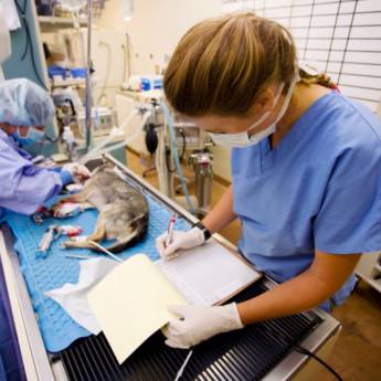 Comprar o produto de Cirurgia Veterinária  em Clínicas Veterinárias em Botucatu, SP por Solutudo