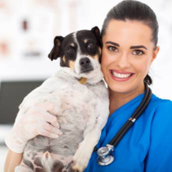 Comprar o produto de Odontologia Veterinária  em Clínicas Veterinárias em Botucatu, SP por Solutudo