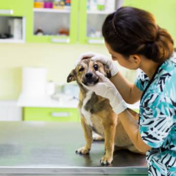 Comprar o produto de Oftamologia Veterinária  em Clínicas Veterinárias em Botucatu, SP por Solutudo