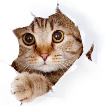 Comprar o produto de Medicina Felina  em Clínicas Veterinárias em Botucatu, SP por Solutudo