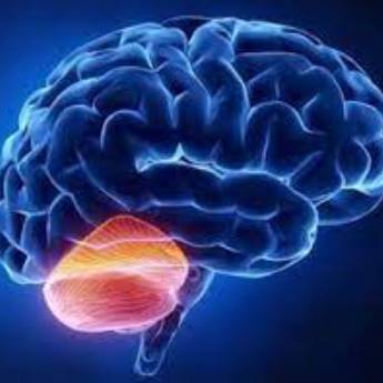 Comprar o produto de Ataxia em Neurologia em Botucatu, SP por Solutudo