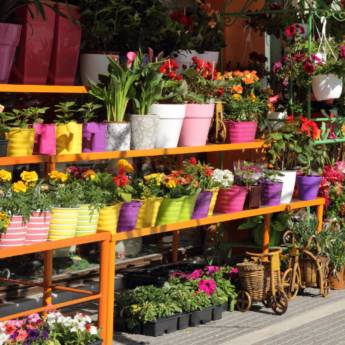 Comprar o produto de Floricultura em Ourinhos em Jardinagem em Ourinhos, SP por Solutudo