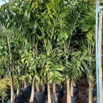 Comprar o produto de Mudas de árvores em Paisagismo em Avaré, SP por Solutudo