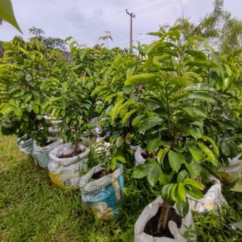 Comprar o produto de Frutíferas e árvores em Plantas em Barreirinhas, MA por Solutudo
