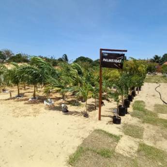 Comprar o produto de Palmeiras em Plantas em Barreirinhas, MA por Solutudo