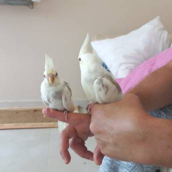 Comprar o produto de Reprodução de pequenos animais em Reprodução Animal em Nova Friburgo, RJ por Solutudo