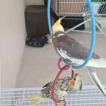 Comprar o produto de Procriação animal em Reprodução Animal em Nova Friburgo, RJ por Solutudo