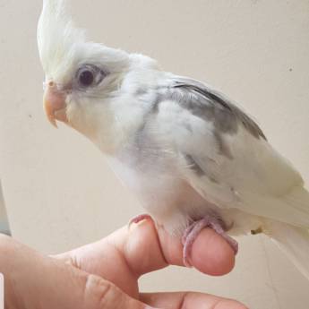 Comprar o produto de Criação de animais em Reprodução Animal em Nova Friburgo, RJ por Solutudo