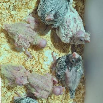 Comprar o produto de Criação de calopsitas em Reprodução Animal em Nova Friburgo, RJ por Solutudo