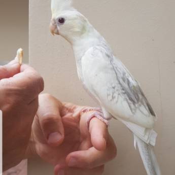 Comprar o produto de Aviário de calopsita em Reprodução Animal em Nova Friburgo, RJ por Solutudo