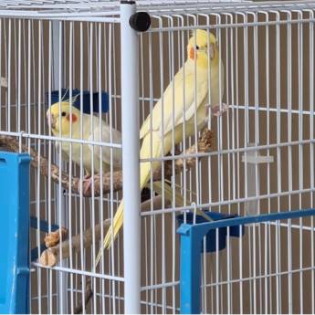 Comprar o produto de Viveiro de pássaros em Reprodução Animal em Nova Friburgo, RJ por Solutudo