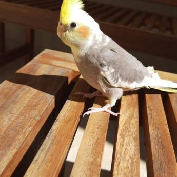 Comprar o produto de Compra de pássaros em Reprodução Animal em Nova Friburgo, RJ por Solutudo