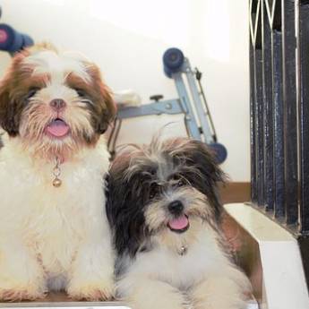 Comprar o produto de Tosa em Shitzu em Pet Shop em Botucatu, SP por Solutudo