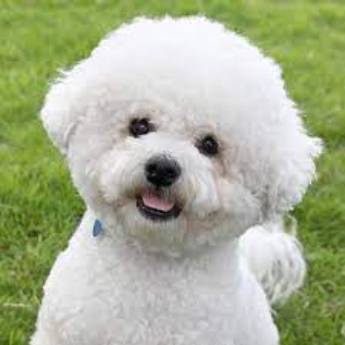 Comprar o produto de Tosa em Bichon Frisé em Pet Shop em Botucatu, SP por Solutudo