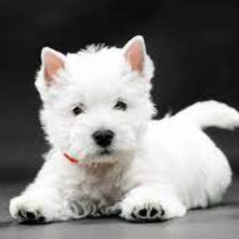 Comprar o produto de Tosa em West em Pet Shop em Botucatu, SP por Solutudo