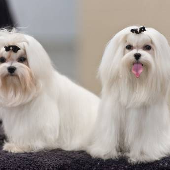 Comprar o produto de Tosa em Maltês em Pet Shop em Botucatu, SP por Solutudo