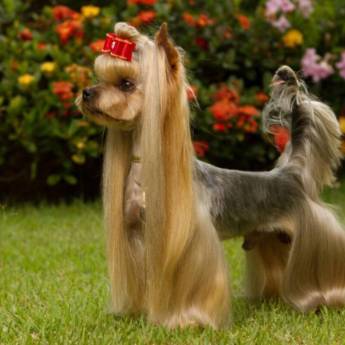 Comprar o produto de Tosa Asiática em Pet Shop em Botucatu, SP por Solutudo