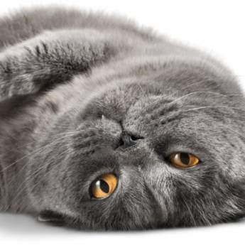 Comprar o produto de Pet Shop especialista em gato  em Pet Shop em Botucatu, SP por Solutudo