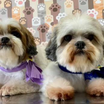 Comprar o produto de Banho e Tosa em Pet Shop em Botucatu, SP por Solutudo