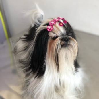 Comprar o produto de Banho em Shih tzu em Pet Shop em Botucatu, SP por Solutudo