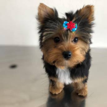 Comprar o produto de Banho em York Shire em Pet Shop em Botucatu, SP por Solutudo