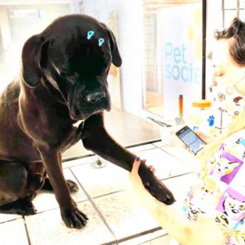 Comprar o produto de Banho em Porte Grande em Pet Shop em Botucatu, SP por Solutudo
