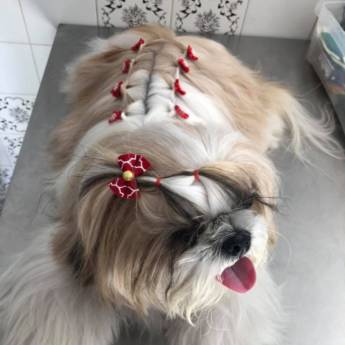 Comprar o produto de Banho com Penteado em Pet Shop em Botucatu, SP por Solutudo