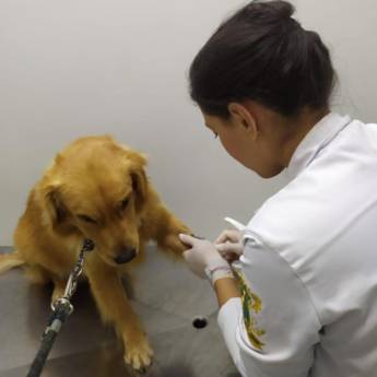 Comprar o produto de Exames veterinários em Laboratórios Clínicos Veterinários em Avaré, SP por Solutudo