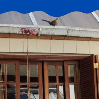 Comprar o produto de  Limpeza/Manutenção de Calha em Limpeza de Calhas em Botucatu, SP por Solutudo Comprar o produto de  Limpeza/Manutenção de Calha em Limpeza de Calhas em Botucatu, SP por Solutudo