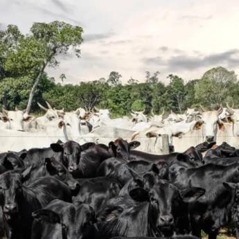 Comprar o produto de Cruzamento industrial em Agricultura e Agropecuária em Garça, SP por Solutudo