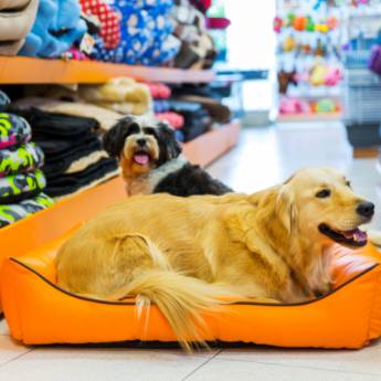 Comprar o produto de Cama Pet em Casas de Ração em Botucatu, SP por Solutudo