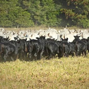Comprar o produto de Programa IATF em Agricultura e Agropecuária em Morro da Garça, MG por Solutudo