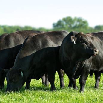 Comprar o produto de Super dose em Agricultura e Agropecuária em Garça, SP por Solutudo