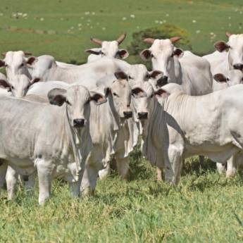 Comprar o produto de Embrião ABS NEO em Agricultura e Agropecuária em Garça, SP por Solutudo
