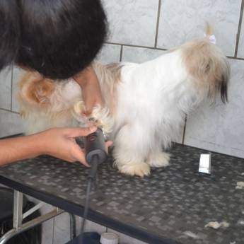 Comprar produto Tosa em animais em Clínicas Veterinárias pela empresa Clínica Veterinária São Francisco em Avaré em Avaré, SP