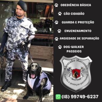 Comprar o produto de Cão cidadão em Adestramento em Assis, SP por Solutudo