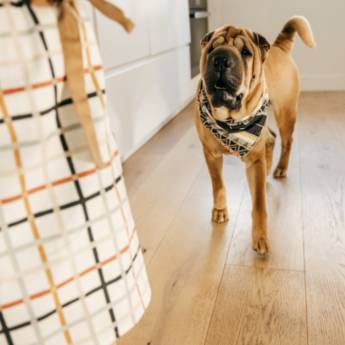 Comprar o produto de Ansiedade de separação em Adestramento em Assis, SP por Solutudo