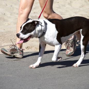 Comprar o produto de Dog-Walker passeio em Adestramento em Assis, SP por Solutudo