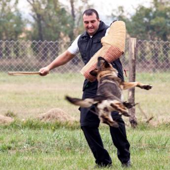 Comprar o produto de Empresa de adestramento em Adestramento em Assis, SP por Solutudo