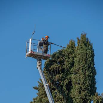 Comprar o produto de Serviços de poda em Madeireiras em Pardinho, SP por Solutudo