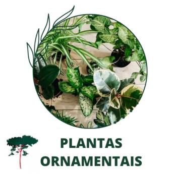 Comprar o produto de Plantas Ornamentais em Plantas em Itapetininga, SP por Solutudo