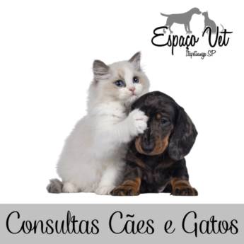 Comprar o produto de Consultas Cães e Gatos em Consultas em Itapetininga, SP por Solutudo