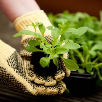 Comprar o produto de Mudas de frutíferas em Mudas em Matinhos, PR por Solutudo