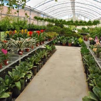 Comprar o produto de Plantas e Vasos em Florianópolis  em Jardinagem em Florianópolis, SC por Solutudo