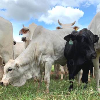 Comprar o produto de IATF  em Nossos Serviços em Mineiros, GO por Solutudo