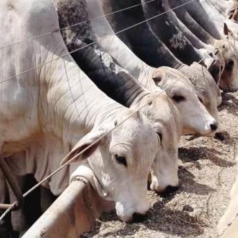 Comprar o produto de NUTRIÇÃO em Nossos Serviços em Mineiros, GO por Solutudo