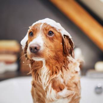Comprar o produto de Banho e Tosa  em Banho e Tosa em Botucatu, SP por Solutudo
