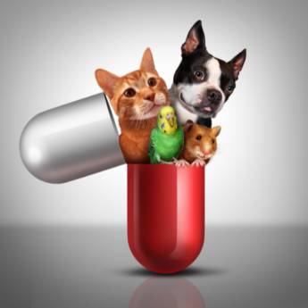 Comprar o produto de Medicamentos para pet em Pet Shop em Botucatu, SP por Solutudo