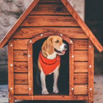 Comprar o produto de Casinha para pet  em Casas de Ração em Botucatu, SP por Solutudo